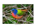 1401 painted bunting